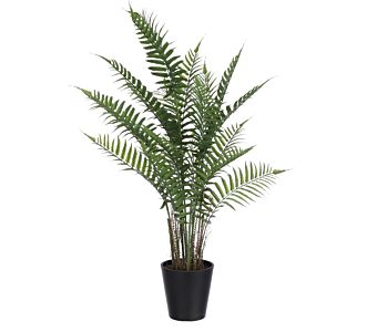 Dekorativna rastlina FERN L